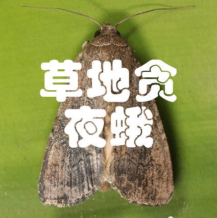 草地貪夜蛾解決方案