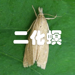 二化螟解決方案