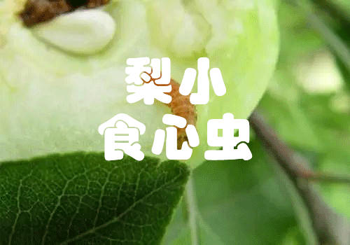 梨小食心蟲(chóng)解決方案