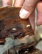 松材線蟲(chóng)解決方案